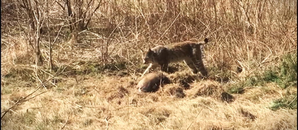 Rudy zostawił sarnę... na później