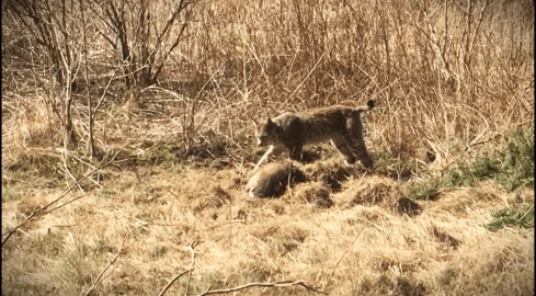 Rudy zostawił sarnę... na później  - grafika