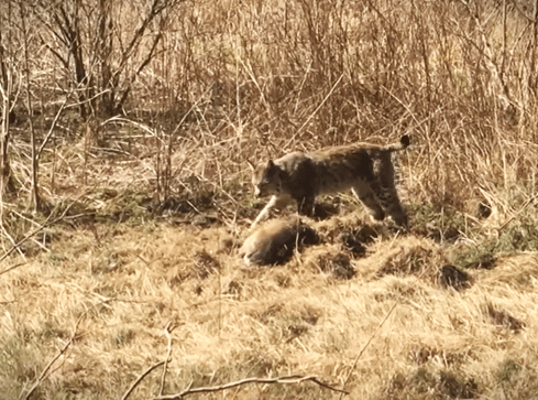 Rudy zostawił sarnę... na później  - grafika