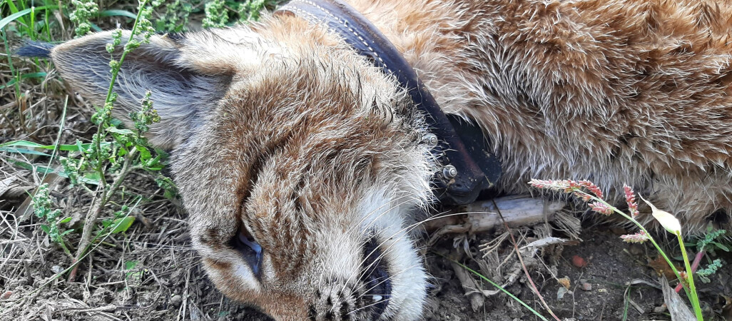 Rysica Kiki zginęła pod kołami samochodu 