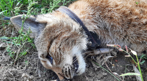 Rysica Kiki zginęła pod kołami samochodu  - grafika