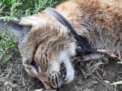 Rysica Kiki zginęła pod kołami samochodu  - grafika