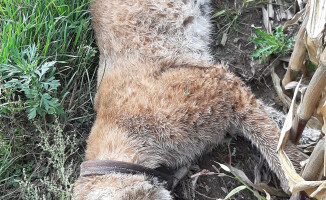Rysica Kiki zginęła pod kołami samochodu 