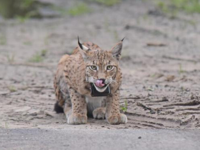 Coraz więcej rysi żyje na wolności - VIDEO  - grafika