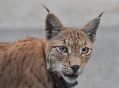 Nelly, Ucho, Piorun i Bałagan - te rysie radzą sobie na wolności  - grafika