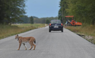 Nelly, Ucho, Piorun i Bałagan - te rysie radzą sobie na wolności 