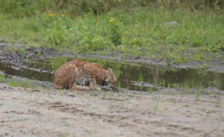 Nelly, Ucho, Piorun i Bałagan - te rysie radzą sobie na wolności 