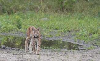 Nelly, Ucho, Piorun i Bałagan - te rysie radzą sobie na wolności 