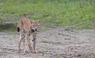 Nelly, Ucho, Piorun i Bałagan - te rysie radzą sobie na wolności 