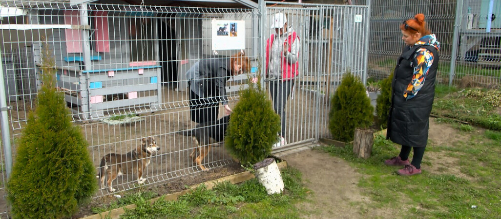 Dotacja dla pilskiego schroniska