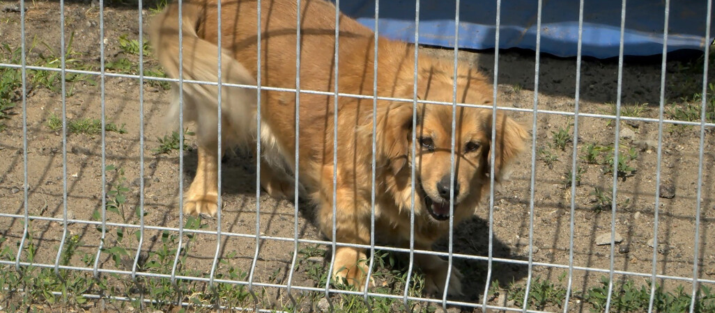 Wielkopolska przyjazna zwierzętom