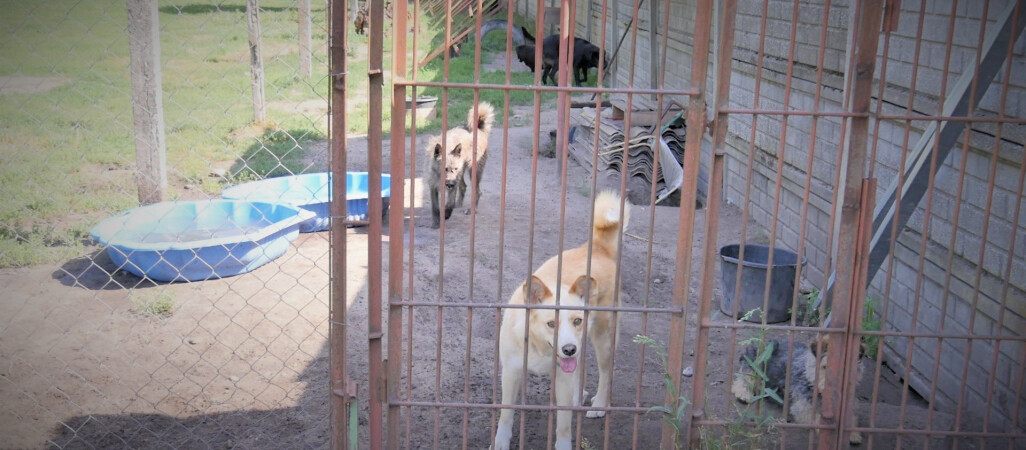 Latem przybywa bezdomnych zwierząt