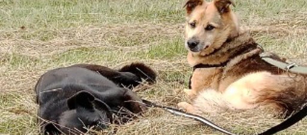 Wojewoda odrzucił uchwałę pilskiej rady. Poszło o schronisko