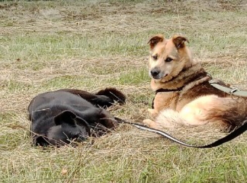 Wojewoda odrzucił uchwałę pilskiej rady. Poszło o schronisko  - grafika