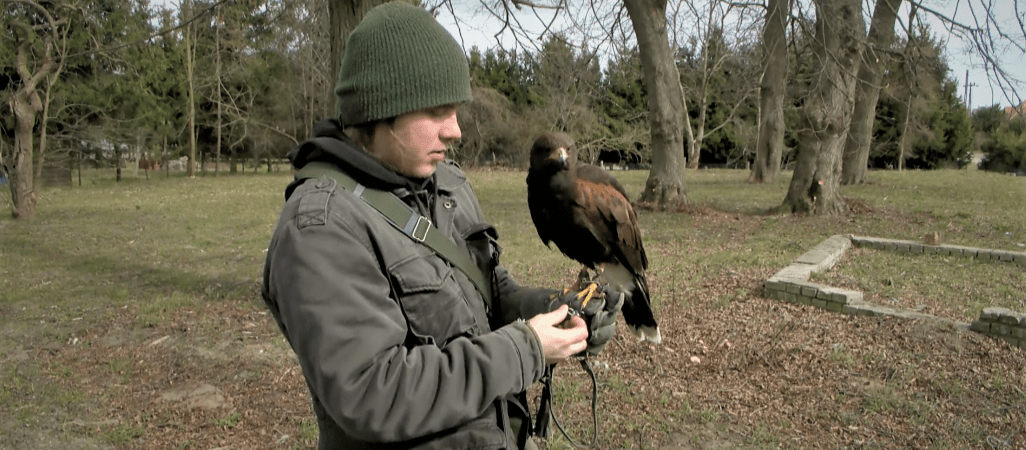 Jastrząb Harold dba o porządek - VIDEO 
