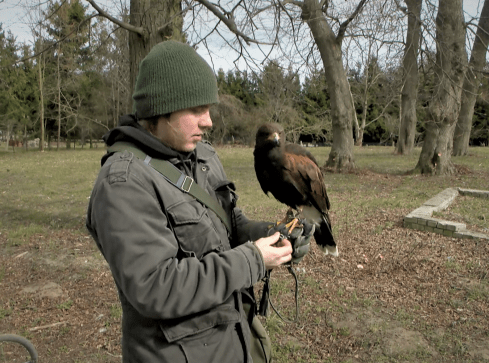 Jastrząb Harold dba o porządek - VIDEO  - grafika