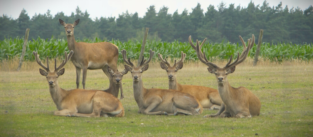Leśnicy zapraszają społeczników i ekologów do współpracy
