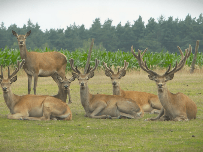 Leśnicy zapraszają społeczników i ekologów do współpracy  - grafika