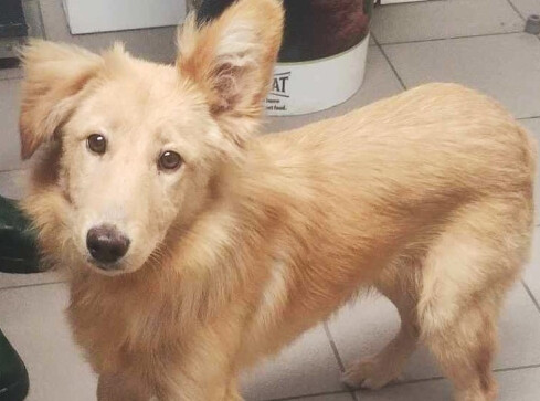 Czyja to zguba? Psa znaleziono w Pile  - grafika