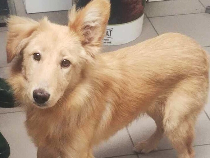 Czyja to zguba? Psa znaleziono w Pile  - grafika