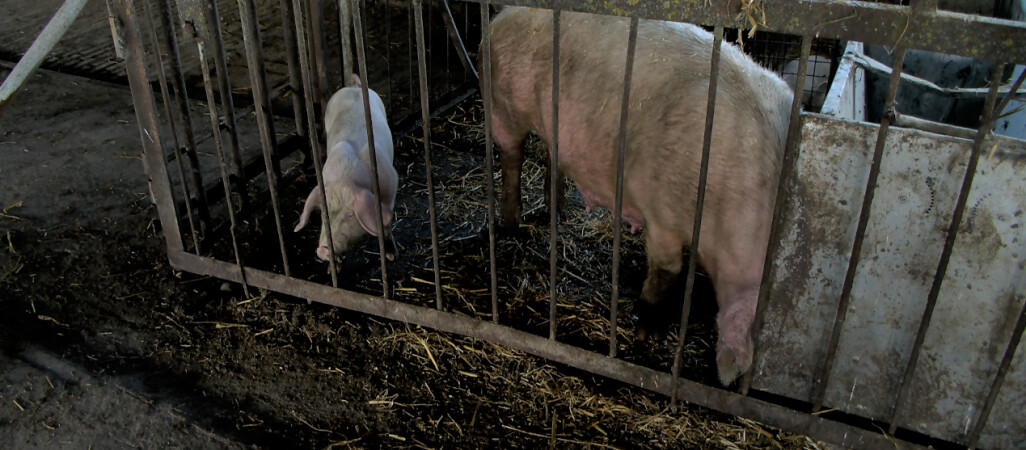 Gospodarz znęcał się nad świniami. Zajął się nimi... wójt