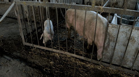 Gospodarz znęcał się nad świniami. Zajął się nimi... wójt  - grafika