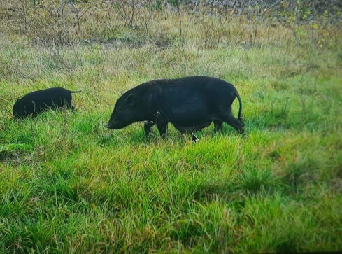 Straż Miejska w Pile szuka właściciela czarnych świnek  - grafika