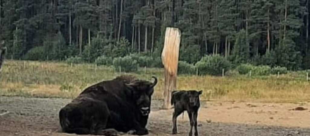 Rodzina żubrów w Dzikiej Zagrodzie się powiększyła 