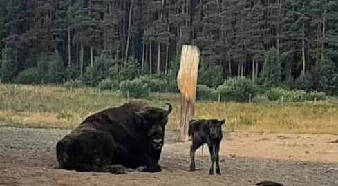Rodzina żubrów w Dzikiej Zagrodzie się powiększyła  - grafika