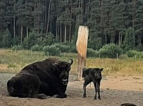 Rodzina żubrów w Dzikiej Zagrodzie się powiększyła  - grafika