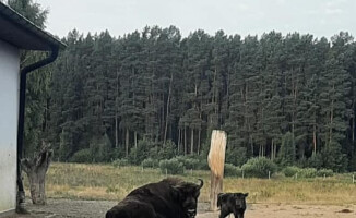 Rodzina żubrów w Dzikiej Zagrodzie się powiększyła 