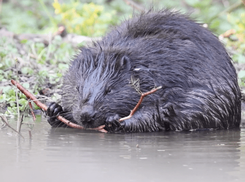 "Bobrowy Zakątek" powołany - grafika