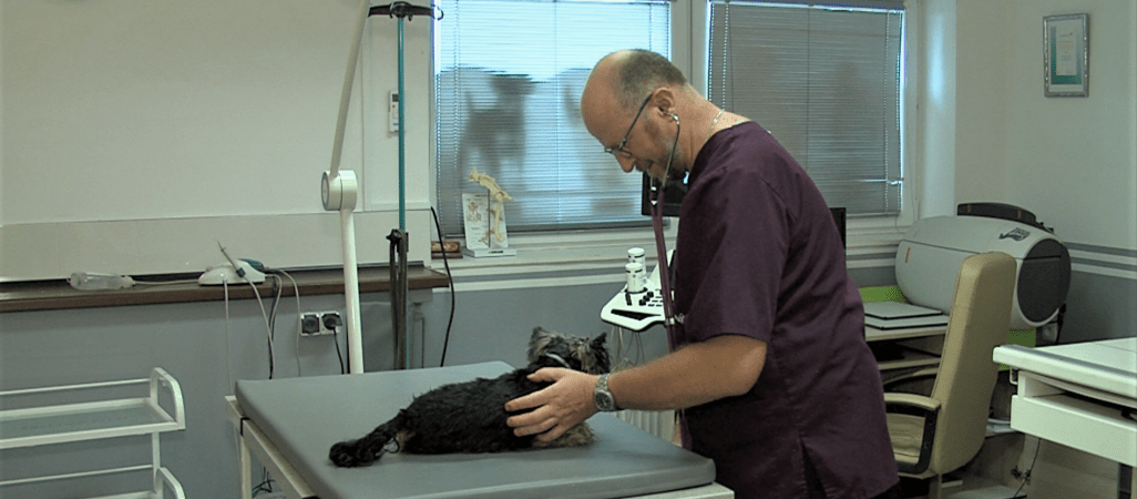 Piła dopłaca do sterylizacji psów i kotów 