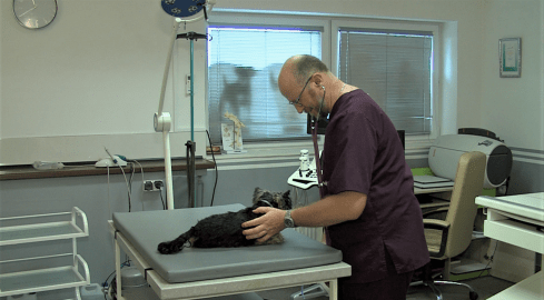 Piła dopłaca do sterylizacji psów i kotów  - grafika