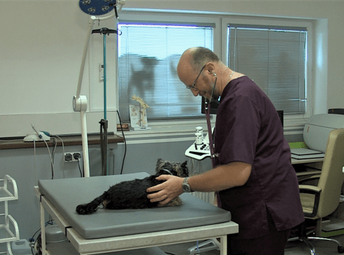 Dopłaty do sterylizacji zwierząt będą, ale później  - grafika