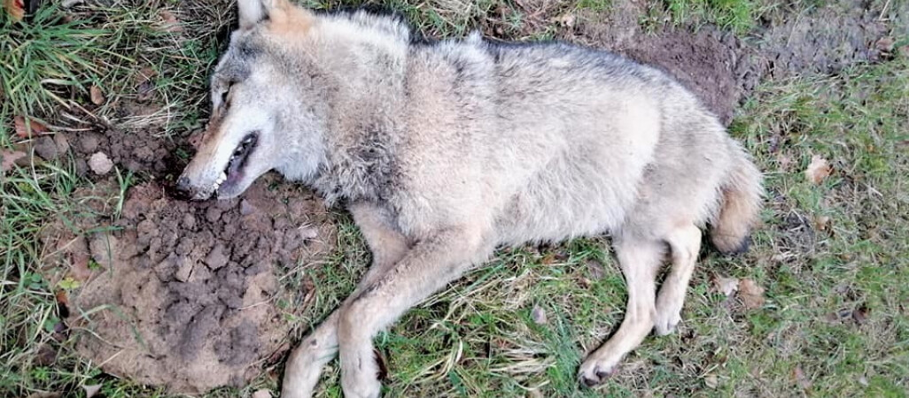Leśnicy znaleźli martwego wilka. Potrącił go samochód 