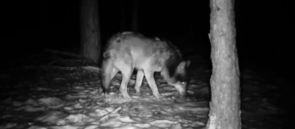 Wilki zagryzły psa przywiązanego do łańcucha 