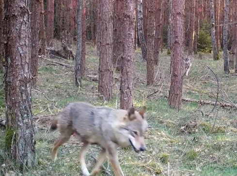 Leśne kamery zarejestrowały watahę wilków [VIDEO] - grafika