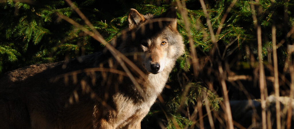Trzy wilki zamieszkają wkrótce w Dzikiej Zagrodzie 