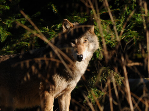Trzy wilki zamieszkają wkrótce w Dzikiej Zagrodzie  - grafika