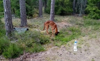 Poszukiwany właściciel wygłodzonego psa 