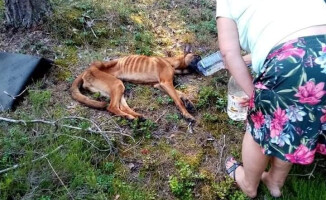 Poszukiwany właściciel wygłodzonego psa 