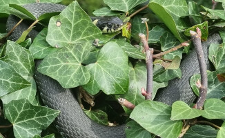 Plaga zaskrońców w ogródku - ZDJĘCIA