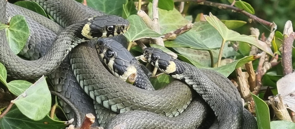 Plaga zaskrońców w ogródku - ZDJĘCIA