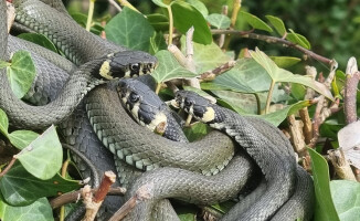 Plaga zaskrońców w ogródku - ZDJĘCIA 