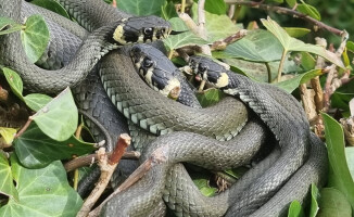 Plaga zaskrońców w ogródku - ZDJĘCIA 