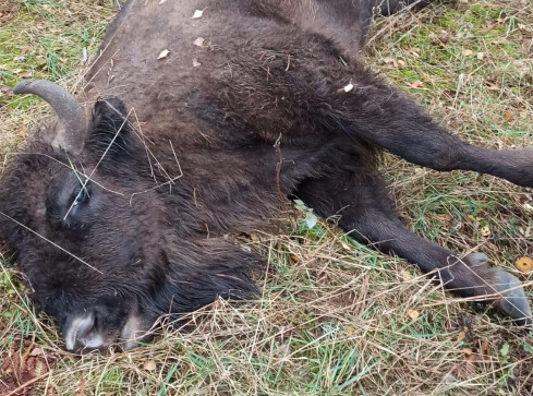 Myśliwy zastrzelił kolejnego żubra  - grafika