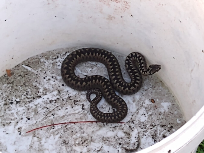 Żmija zygzakowata wpełzła do mieszkania. Odłowili ją policjanci  - grafika