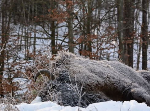 Leśnicy znaleźli martwą krowę żubra. Została potrącona przez au - grafika