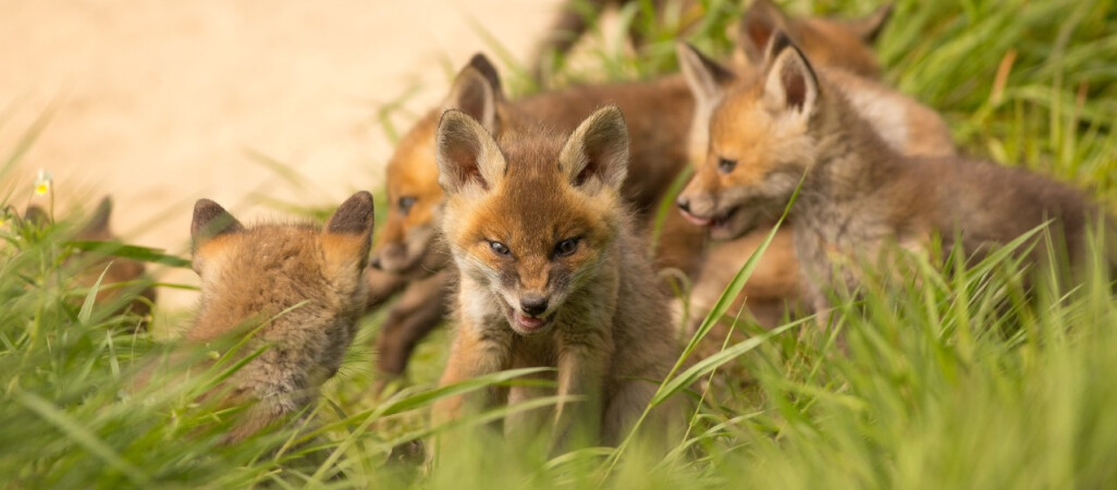 Niedoliski, podloty i warchlaki. Jak się nimi opiekują rodzice?